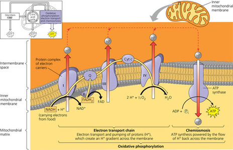 Image result for electron transport chain and chemiosmosis